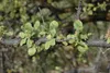 Myrrhe (Commiphora myrrha)  - 3 g Voir les images du produit 3