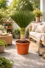 Yucca rostrata 'Blue Swan' ca. 100 cm – winterharte Produktbild-Vorschau 2
