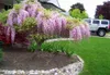 Blauregen ´ROSEA´ 50-60 cm, Cont. 1,6 l, Pflanze mit Produktbild-Vorschau 3