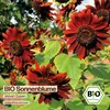 Samenliebe  Sonnenblume Samen | Velvet Queen - dunkelrot - Produktbild-Vorschau 4