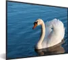 MuchoWow® Gerahmtes Poster Schwan - Wasser - Vogel - Weiß Produktbild-Vorschau 1