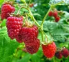 Dornenlose Himbeerstrauch ´GLEN AMPLE®´ 30-40 cm, Cont. 1 l Produktbild-Vorschau 3