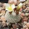Blossfeldia (Blossfeldia liliputana)  – 20 nasion Podgląd zdjęcia produktu 1