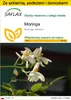 SAFLAX - Zestaw do uprawy - Moringa - 10 Nasiona - Z mini Podgląd zdjęcia produktu 1