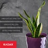 A snake plant in a purple pot against a textured gray background, with marketing text on the left. Produktbild-Vorschau