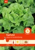 Kopfsalat Attractie | Kopfsalatsamen von Carl Pabst Produktbild-Vorschau 1