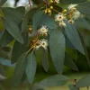 Korkflügel-Strauch - Eucalyptus gunnii  | 60-80 cm in Produktbild-Vorschau 1
