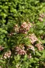 Glockenstrauch (Enkianthus campanulatus), wysokość 60-80 Podgląd zdjęcia produktu 2