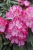 Rhododendron yakushimanum 'Fantastica', rosa-rot, 40–50 cm Produktbild-Vorschau 4