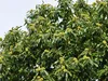 Esskastanienbaum 'BOUCHE DE BETIZAC´ 120-140 cm, Cont. 6 l Produktbild-Vorschau 6