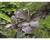 Meebold´s Lagenandra meeboldii Rot Produktbild-Vorschau 2