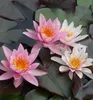 Seerose ´ROSENNYMPHE´ Cont. 1 l Produktbild-Vorschau 1