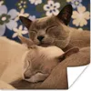 MuchoWow® Poster Zwei verschmuste burmesische Katzen 50x50 Produktbild-Vorschau 1