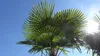 XXXXL 260 - 300 cm Trachycarpus fortunei 120 cm Stamm Produktbild-Vorschau 3