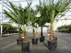 Trachycarpus fortunei 130 - 150 cm Palme Hanfpalme, Produktbild-Vorschau 1