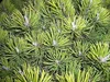 Zwerglatschenkiefer Klostergrün - Pinus mugo Klostergrün Produktbild-Vorschau 2