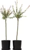 Schweizer Zwergweide - 2 Stk - Salix integra 'Flamingo' - Produktbild-Vorschau 7