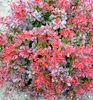 Thunberg-Berberitze ´ATROPURPUREA NANA´ 20-30 cm, Cont. 1,4 Produktbild-Vorschau 3