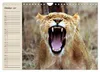 Löwen. Majestätische Kraft (Wandkalender 2027 DIN A4 quer), Produktbild-Vorschau 5
