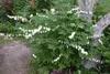 Stauden Gänge 1 x Dicentra spectabilis 'Alba' -  Weißes Produktbild-Vorschau 3