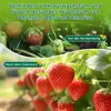 A split image showing strawberries before and after using a product, with text overlays. Produktbild-Vorschau