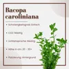 Aquarium Pflanze 3 Stück Bacopa caroliniana AquaOne Nr.343 Produktbild-Vorschau 3