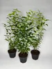 20 Stück, 50-60cm, Topf 2L, Portugiesischer Kirschlorbeer Produktbild-Vorschau 1