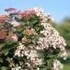 Viburnum tinus Immergrüner Schneeball Stamm-Pflanze Ø19cm Produktbild-Vorschau 4