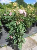 Rosa Romantic Siluetta ® - Ramblerrose Romantic Siluetta ® Produktbild-Vorschau 3