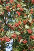 Sorbus intermedia, Mehlbeere, 80–100 cm Produktbild-Vorschau 1