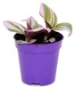 Mini rostlina – tradescantia „Nanouk“, nenáročná závěsná Náhled obrázku produktu 2