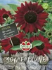 SPERLI Sonnenblumensamen Velvet Queen Helianthus annuus 40 Produktbild-Vorschau 3