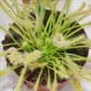 Rosi?ka - Drosera capensis - 9cm kvetiná? Náhľad obrázku produktu 2
