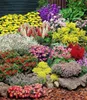 BALDUR Garten 12er Set Großer Staudengarten, Pflanzen im Produktbild-Vorschau 2