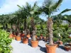 XXXXL 240 cm Trachycarpus fortunei 120 cm Stamm Hanfpalme, Produktbild-Vorschau 9