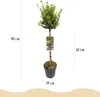 GreenboutiQ - Gartenpflanze - Euonymus fortunei Emerald Produktbild-Vorschau 3