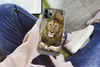 MuchoWow® Handyhülle Schutzhülle Hülle für iPhone 11 Pro Produktbild-Vorschau 3