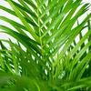 Areca-Palme Dypsis lutescens Ø24cm 130cm Betelpalme Produktbild-Vorschau 3