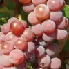 Canadice Weinrebe, kernlose Amateur-Dessertsorte mit Produktbild-Vorschau 1
