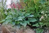 Stauden Gänge 3 x Hosta plantaginea 'Fragrant Blue' im 1 Produktbild-Vorschau 6