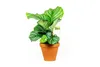 Gardners Calathea Orbifolia, průměr 11-12 cm Náhled obrázku produktu 5