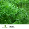 Petersilie Grüne Perle | Petersiliensamen von Carl Pabst Produktbild-Vorschau 4