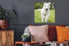 MuchoWow® Poster Ein weißer Deutscher Schäferhund Welpe Produktbild-Vorschau 2
