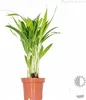 3x Tropische Palmenmischung – Dypsis-Chamaedorea-Yucca – Produktbild-Vorschau 4