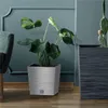 A plant in a silver pot sits next to a dark gray pot with a cactus in it, in a room with teal walls and wooden flooring. Náhľad obrázku produktu