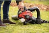 Soffiatore/aspiratore a benzina SCHEPPACH Lbh3500p 25,4 cm? Anteprima dell’immagine prodotto 15