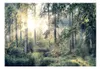 Basera Selbstklebende Fototapete Waldmotiv c-C-0032-a-d, Produktbild-Vorschau 2