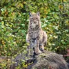 Korsch Kalender 2027 Big Cats Wildlife-Fotografien mit Produktbild-Vorschau 10