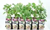 Several potted blackberry plants are arranged in a tray, each with a decorative label around the pot. Podgląd zdjęcia produktu
