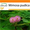 SAFLAX Garden in the bag - Skutočná mimóza - Mimosa pudica Náhľad obrázku produktu 8